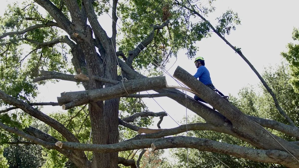 Professional Hazardous Tree Removal performed by certified arborists in Drummond