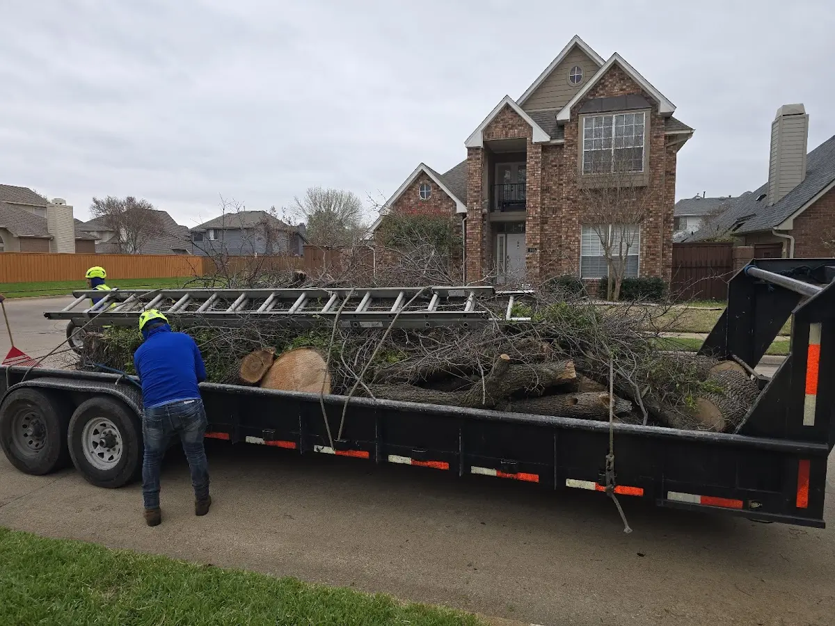 Expert Tree Pest Control with proper safety equipment in Drummond